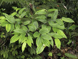 Image of Disporum kawakamii Hayata