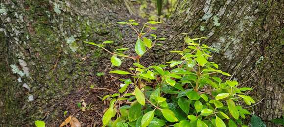 Image of Polynesian peperomia