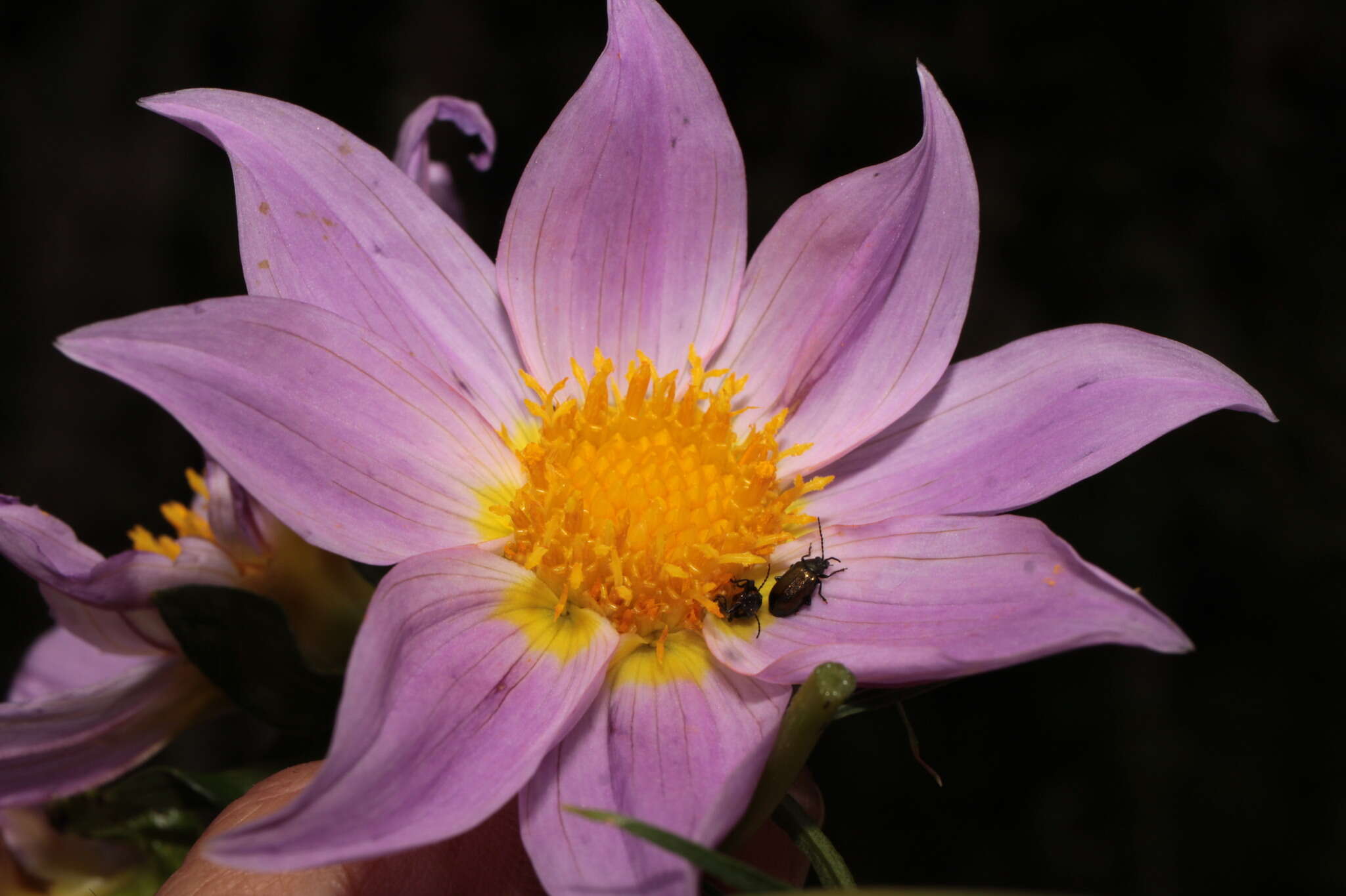 Image of Dahlia rupicola P. D. Sorensen