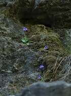 Image of Pinguicula poldinii J. F. Steiger & Casper