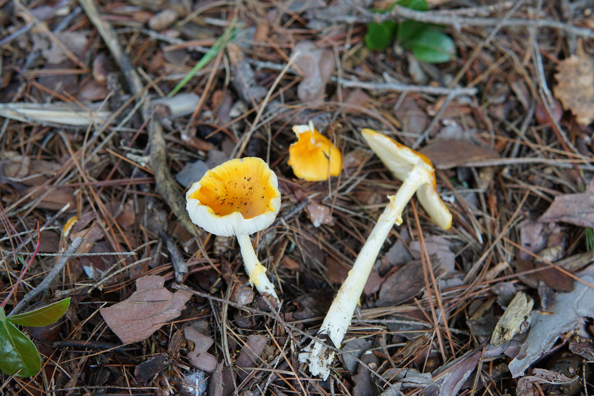 Image of Frost's amanita