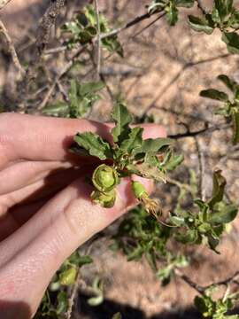 Image de Eremophila serrulata (A. DC.) Druce