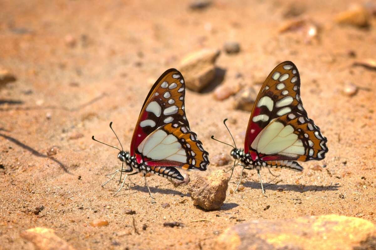 Слика од Graphium morania (Angas 1849)