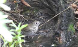 Image of Gray-cheeked Thrush