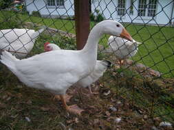 Image of Greylag Goose