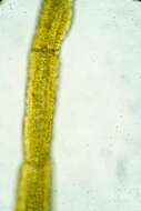 Image of tortella moss