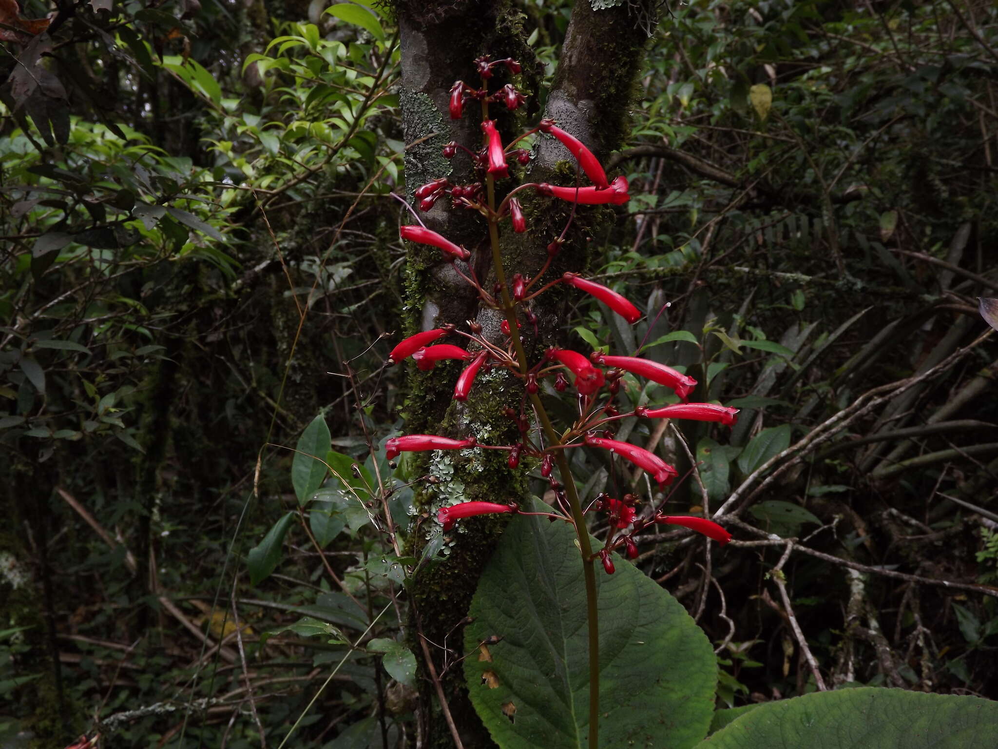 Imagem de Sinningia gigantifolia Chautems