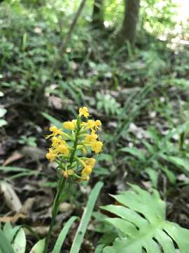 Image of Crested Yellow Orchid