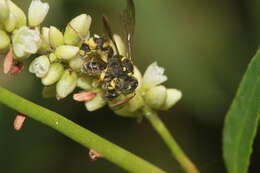 Cerceris pictiventris formosicola Strand 1913 resmi