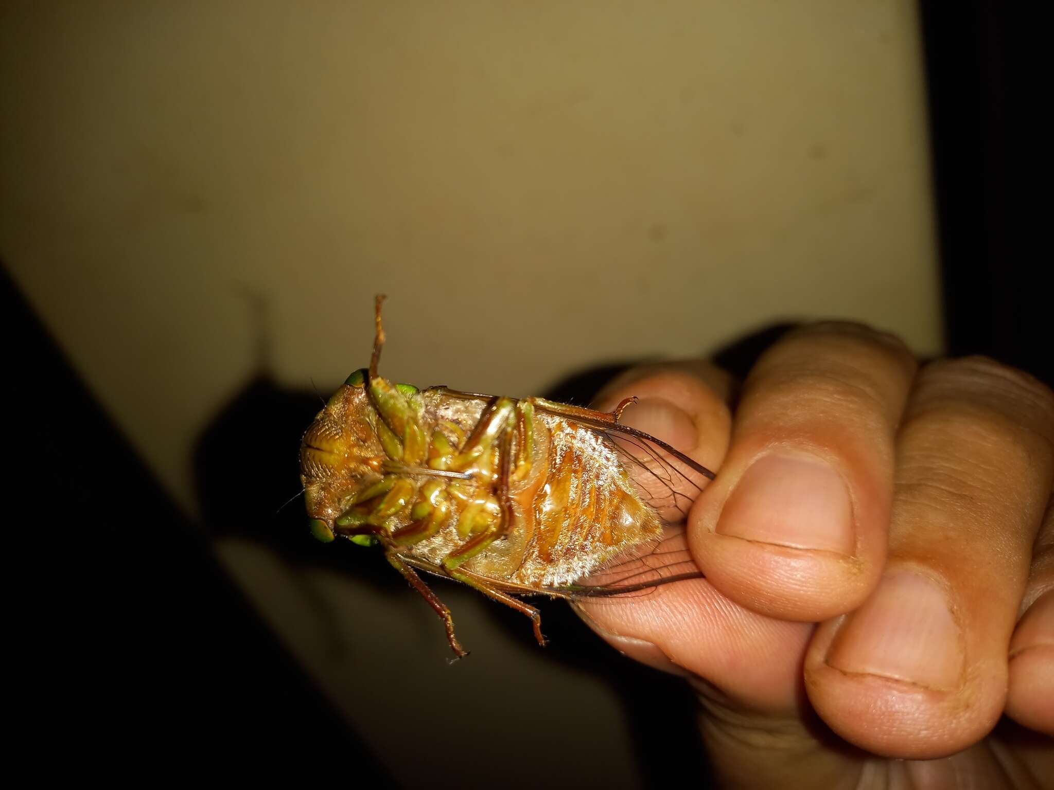 Image of Hemisciera maculipennis (Laporte 1832)