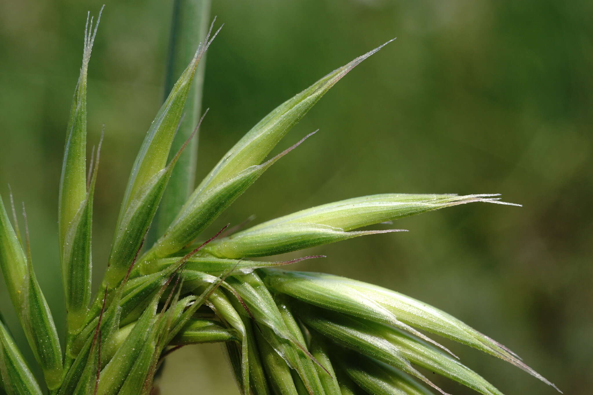 Слика од Agropyron cimmericum Nevski