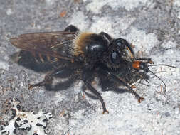 Image of Laphria ephippium (Fabricius 1781)