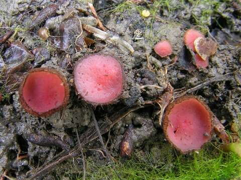 Imagem de Parascutellinia carneosanguinea (Fuckel) T. Schumach. 1979