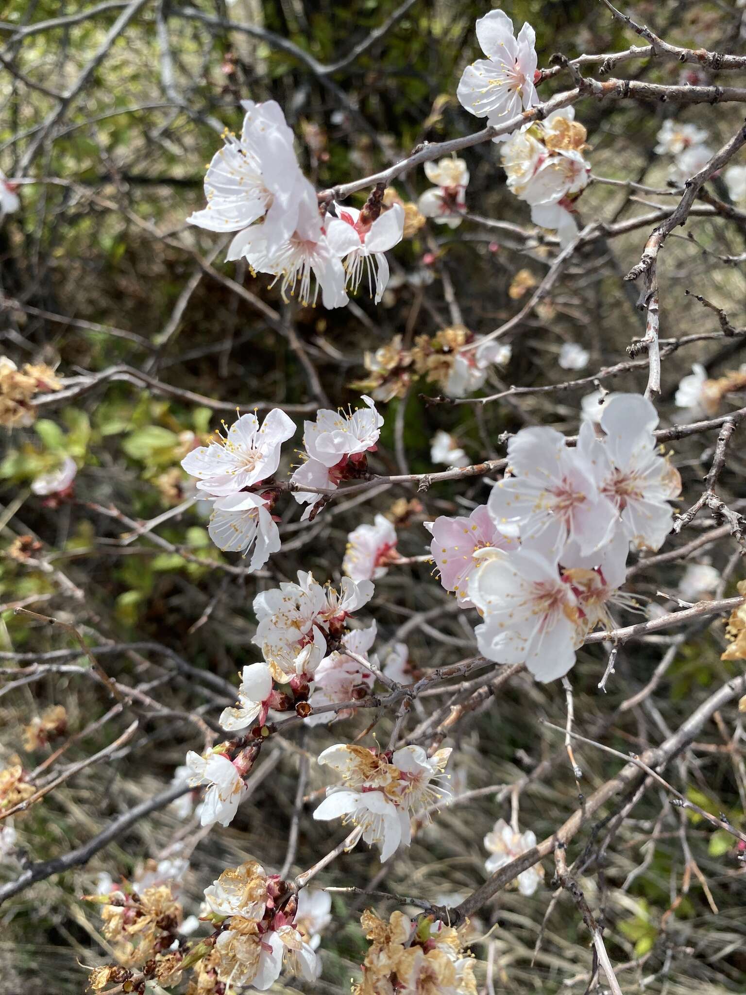 Imagem de Prunus sibirica L.