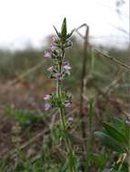 Слика од Thymus serpyllum L.