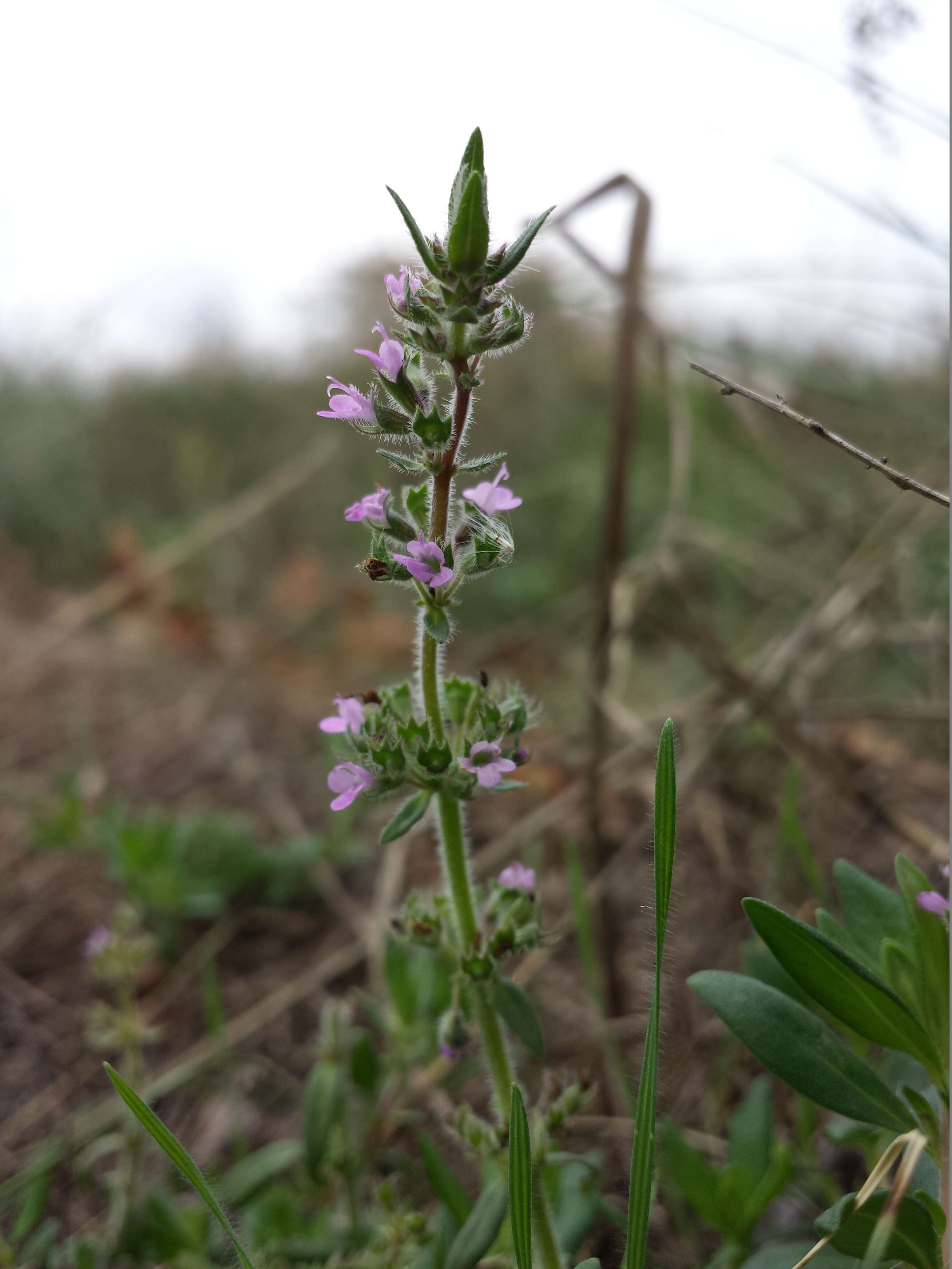 Слика од Thymus serpyllum L.