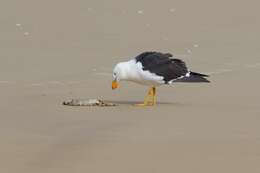 Image of Pacific Gull