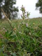 Слика од Thymus serpyllum L.