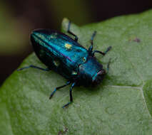 صورة Chrysobothris azurea Le Conte 1857