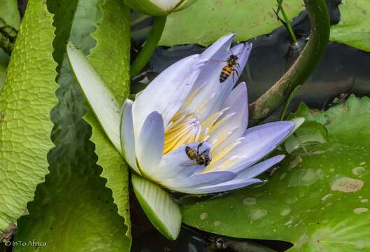 Image of blue star water-lily