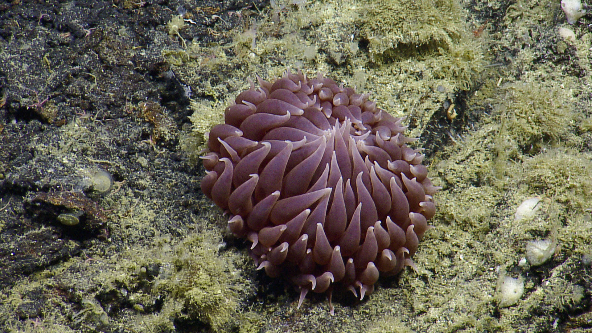 Image of Pom-pom anemone