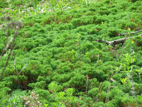 Image of Juniperus sabina var. dauurica