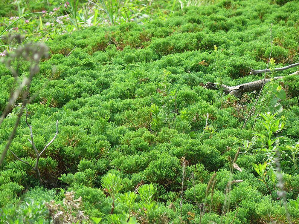 Image of Juniperus sabina var. dauurica