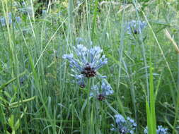 Image of Allium caeruleum Pall.