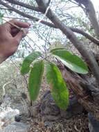 Image de Vitex pyramidata B. L. Rob.