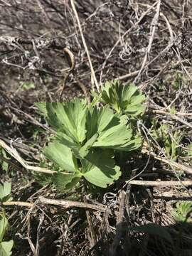 Delphinium viridescens Leiberg的圖片