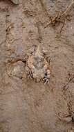 Image of Burrowing frog