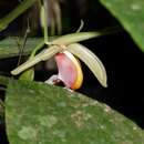 Plancia ëd Coelogyne speciosa (Blume) Lindl.