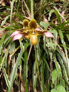 Image de Paphiopedilum hirsutissimum (Lindl. ex Hook.) Stein