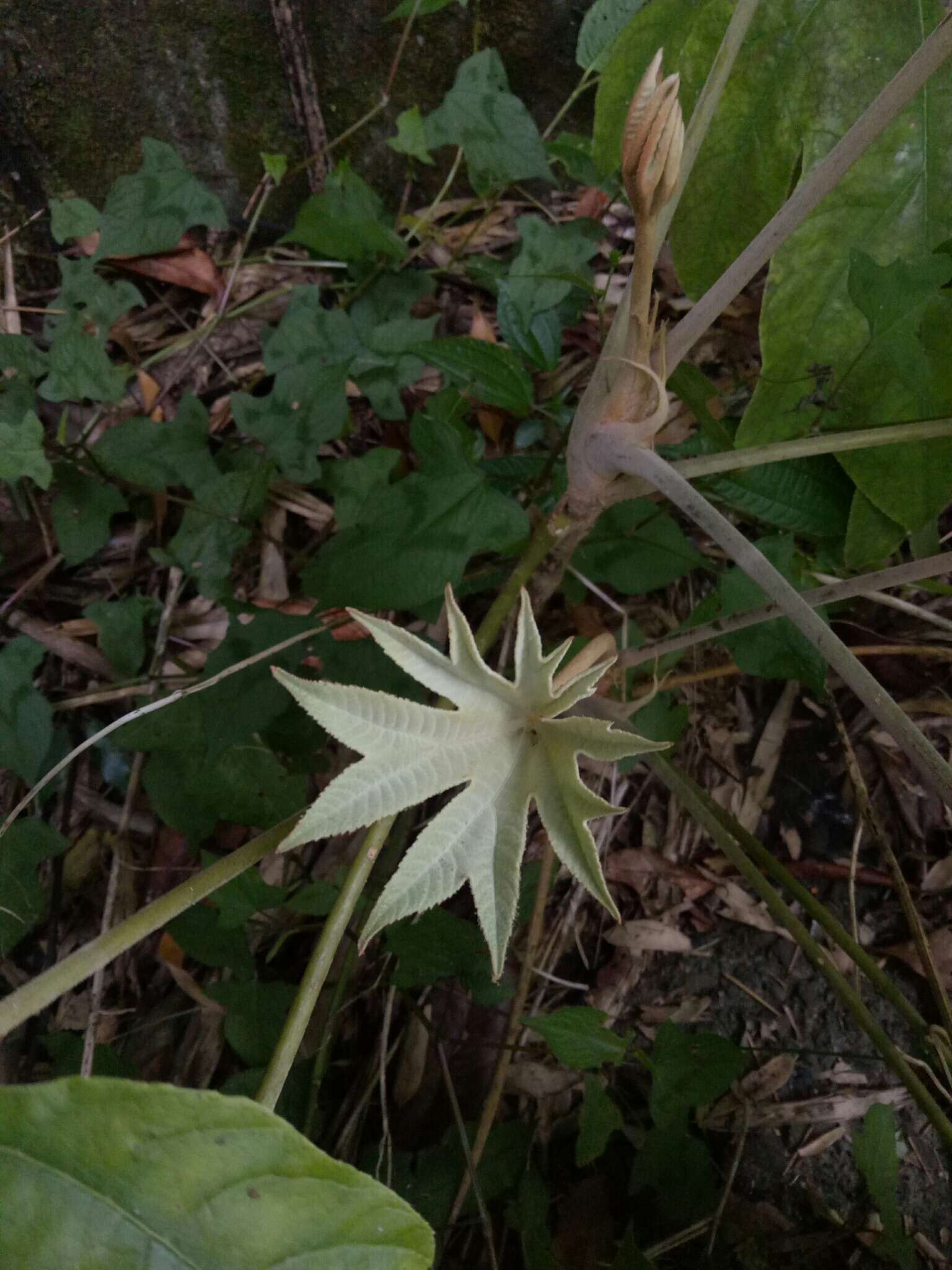 Image of tetrapanax