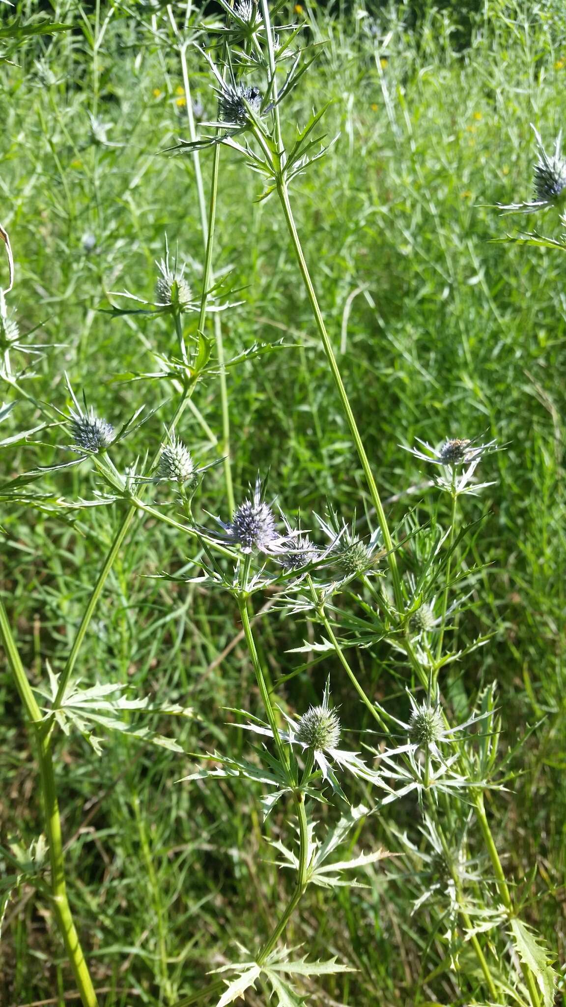 Image de Eryngium hookeri Walp.