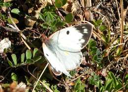 Imagem de Colias alfacariensis Ribbe 1905