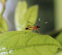 Imagem de Leptobatopsis mesominiata Chandra 1976