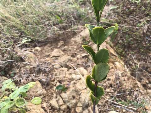 Image of maidenberry