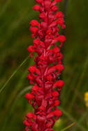 Image of Satyrium coriophoroides A. Rich.