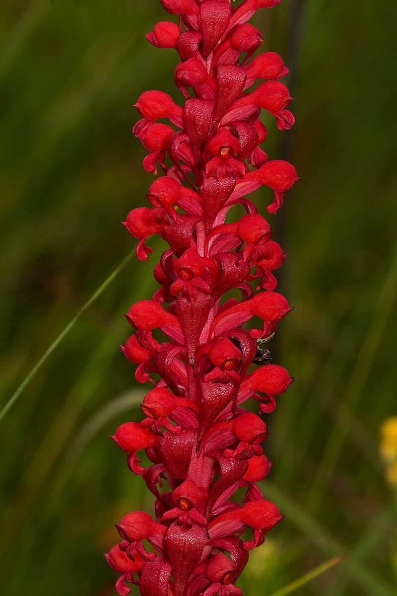 Image of Satyrium coriophoroides A. Rich.