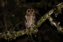 Image of Rufous-banded Owl