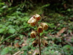 Image of Gastrodia gracilis Blume