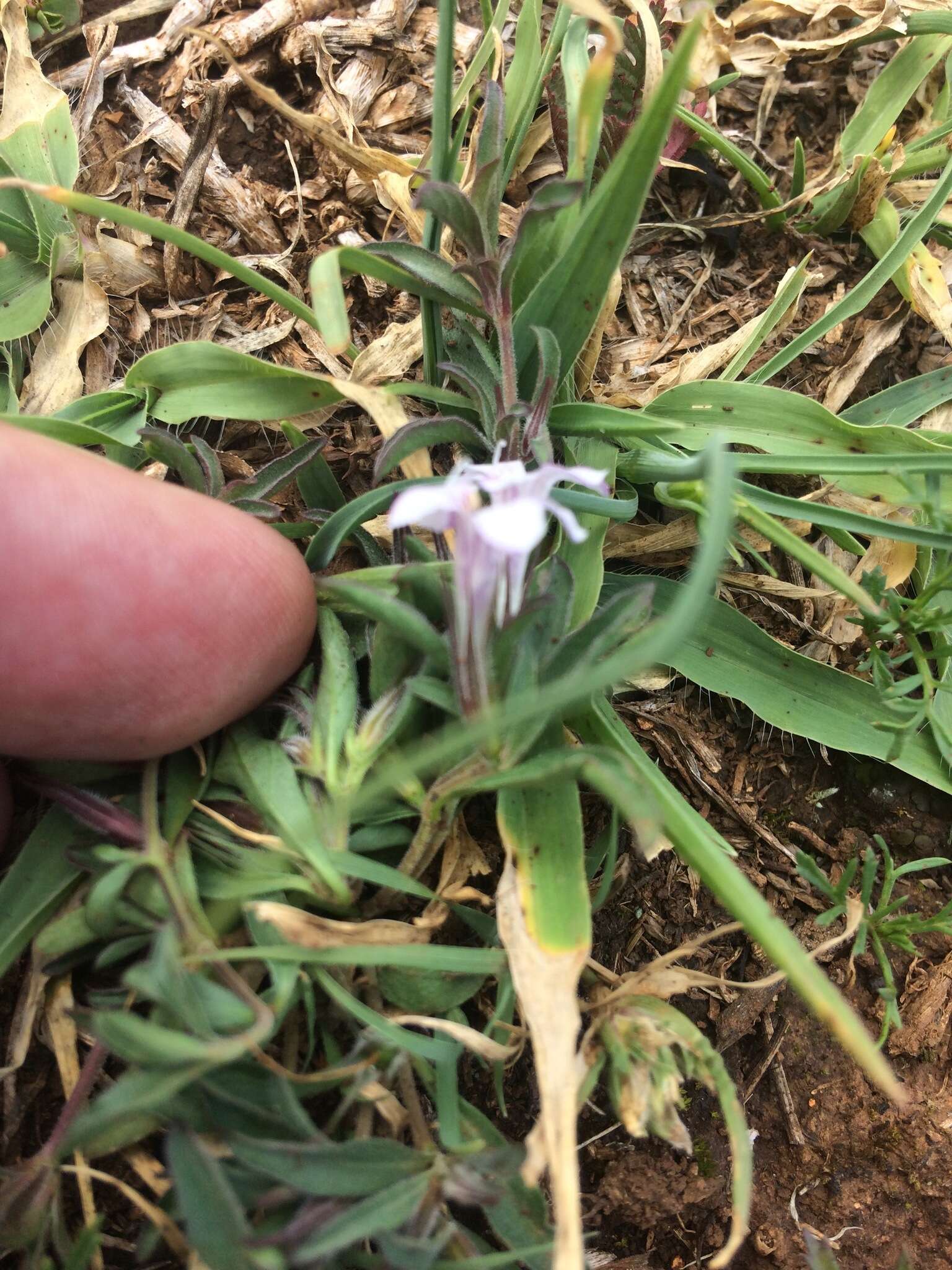 Sivun Dyschoriste decumbens (A. Gray) Kuntze kuva