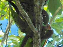 Image of White-eyed Parakeet