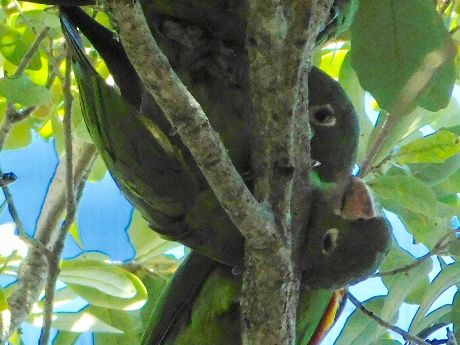 Image of White-eyed Parakeet