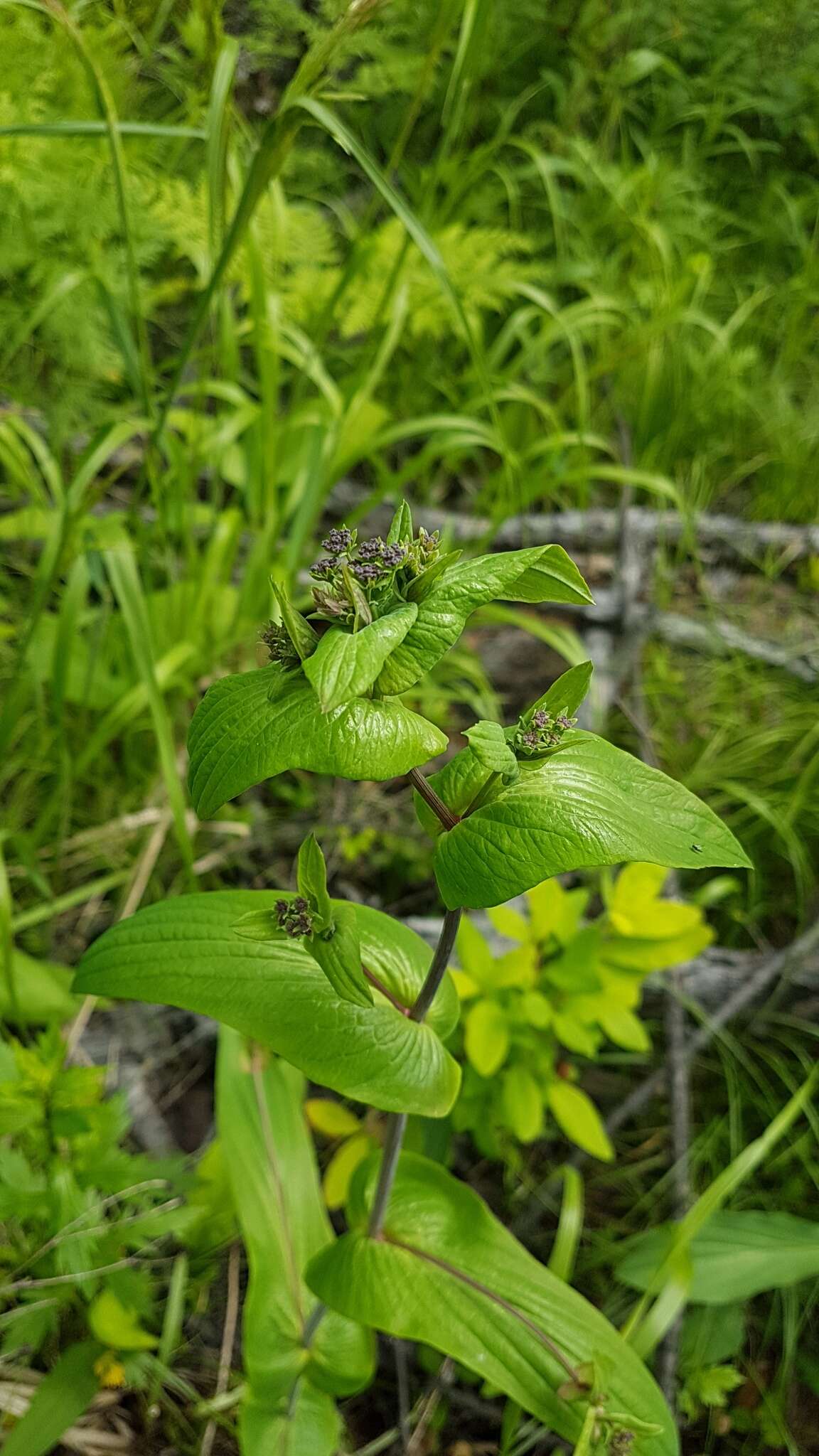 Image of Bupleurum longiradiatum Turcz.