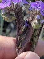 Image de Phacelia infundibuliformis Torr.