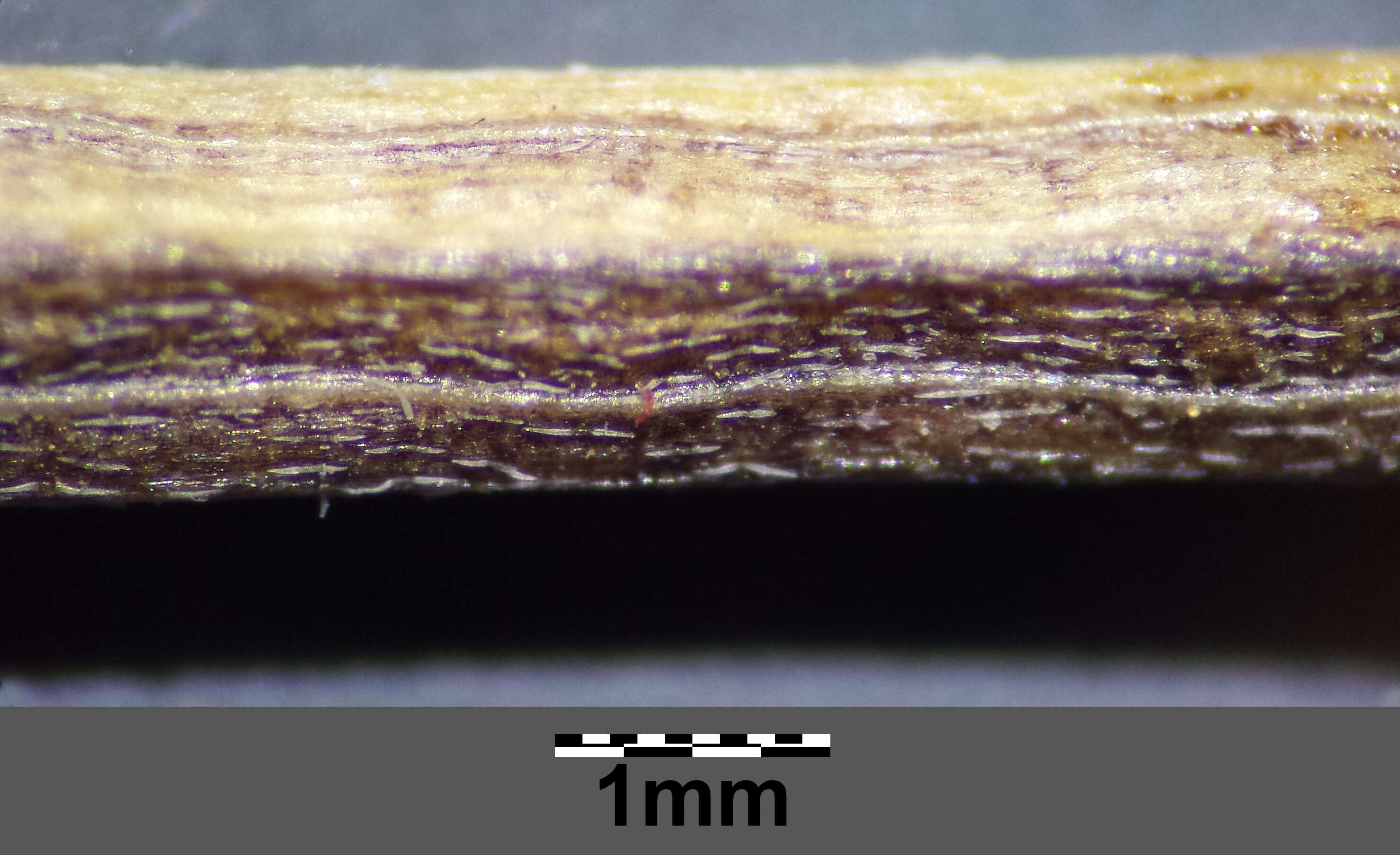 Plancia ëd Erysimum repandum L.