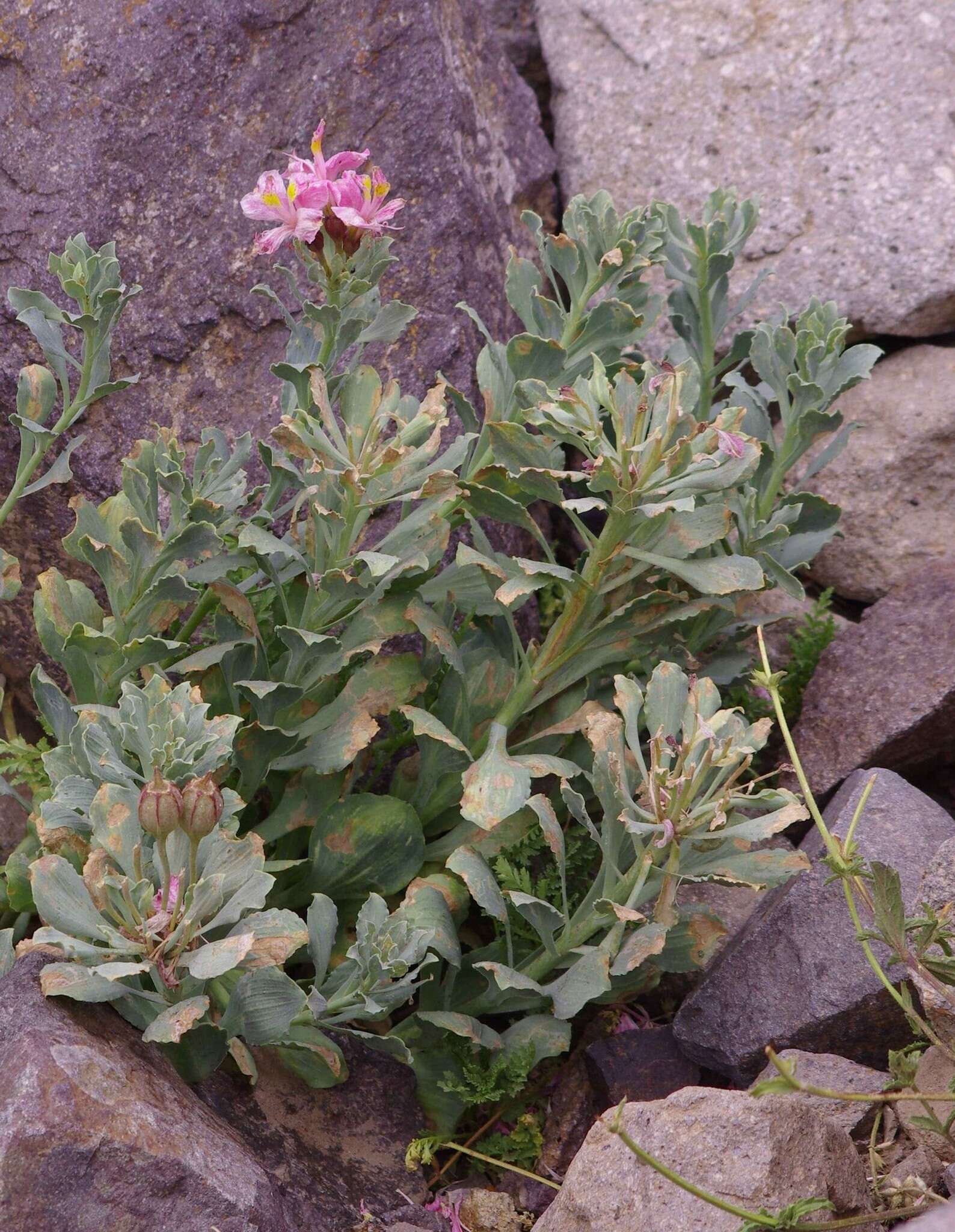 Image of Alstroemeria umbellata Meyen