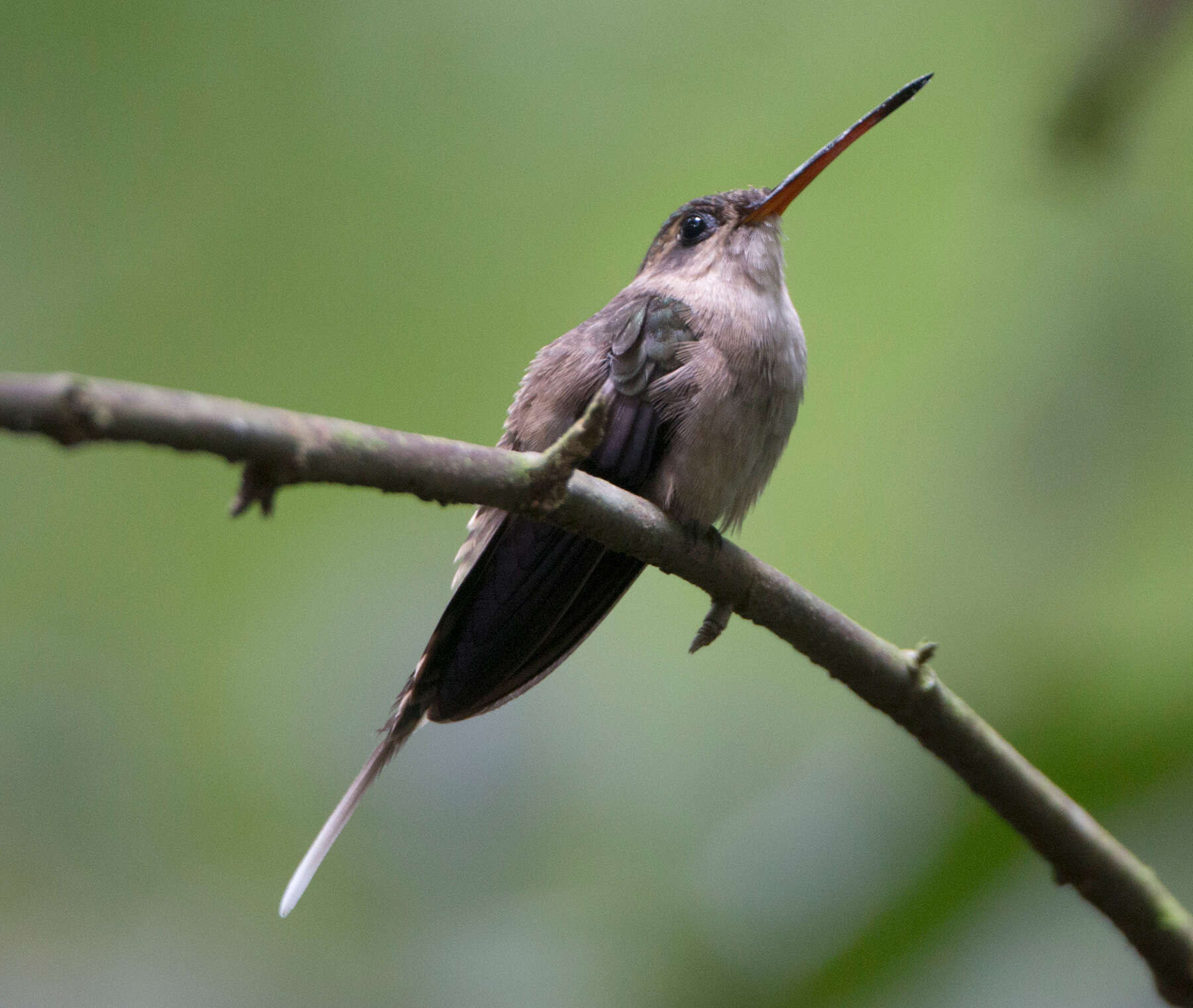 Image of Straight-billed Hermit